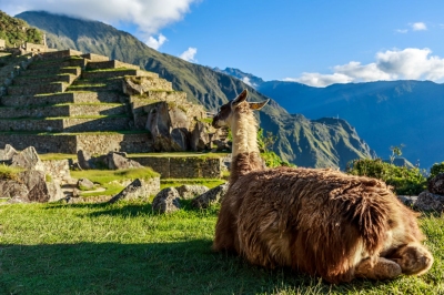 Lama vor den Machu Picchu Terassen (vadim.nefedov / stock.adobe.com)  lizenziertes Stockfoto 
License Information available under 'Proof of Image Sources'
